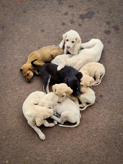 A pile of stray puppies huddles together for warmth on the ground. This top-down photograph creates an intimate and endearing portrait of new life in a rural setting.
