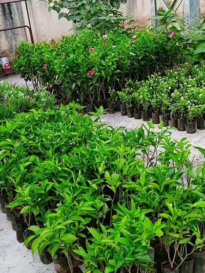 Multiplex Urban Green - Landscape & Garden Services Additional Work & Services photo 10