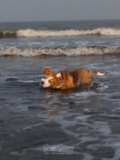 Sniff Stories - Pet Videography Paws, Splashes, and Muddy Noses photo 9