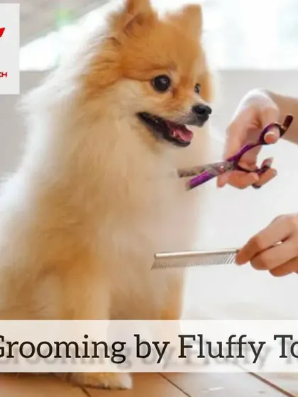 A Pomeranian getting a professional haircut. Regular trims are important for this breed to prevent their thick fur from matting.