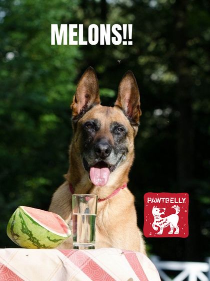 Pawtbelly - Fresh Dog Food Delivery Doggo Health & Nutrition Tips photo 3