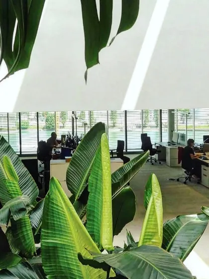 The large leaves of tropical plants frame the view into the open-plan workspace at the Novartis campus. This composition emphasizes the concept of working within a garden, a core tenet of my design philosophy.