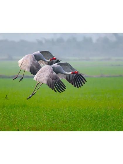 This wide-angle shot shows the Sarus Cranes in the context of their environment. The landscape format emphasizes the feeling of freedom and open space as they fly.
