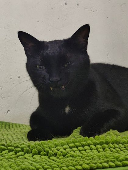 Sammy's Nest - Home Boarding for Small Pets Happy Cats: Our Boarding Guests photo 36