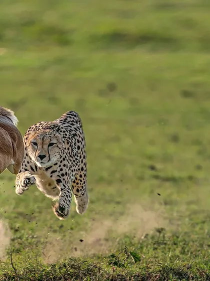 This is the shot that changed everything for me. Capturing the "Flying Hunt" was a heart-pounding moment of pure adrenaline and respect for the cheetah's incredible speed. This image freezes that split-second of raw power and survival, a dramatic story of life and death on the plains.