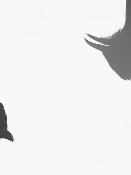 One of my earliest experiments with double exposures. I captured a curious young Red Vented Bulbul in my backyard and layered the exposures to create this abstract, high-key silhouette composition that plays with form and negative space.