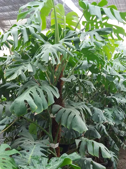 A large, thriving Monstera Deliciosa plant supported by a moss pole. This popular indoor plant, also known as the Swiss Cheese Plant, is a must-have for creating an urban jungle feel.