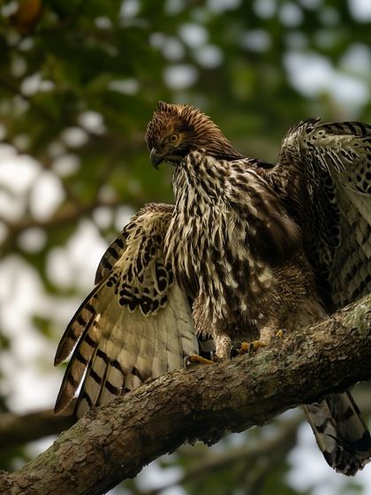 The Crested Hawk-Eagle preening its magnificent wings. The detail in the feather patterns is incredible.