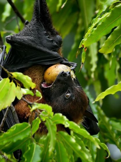 Creatures Great and Small photo 12