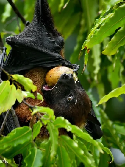 A close-up of the Indian Flying Fox enjoying its meal. Despite being considered pests by some, their role in the ecosystem is vital.