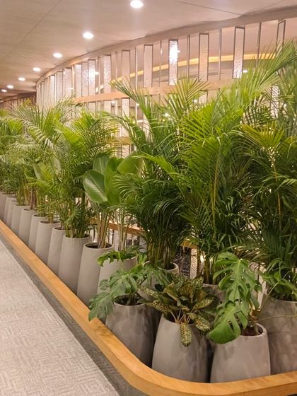 A dense arrangement of Areca Palms and other plants creates a lush, green border along a walkway in the VeArc office. This living wall provides a natural screen and enhances the feeling of being in a green environment.