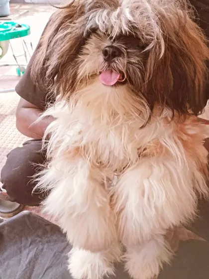 This is the same happy dog from the featured section, just before we started its transformation.