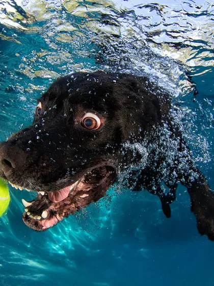 A black lab focused intently on a tennis ball. The contrast between the dark fur and the bright water creates a visually striking image.