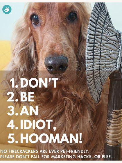 The Pack - Online Pet Parent Community A Voice for Every Dog photo 33