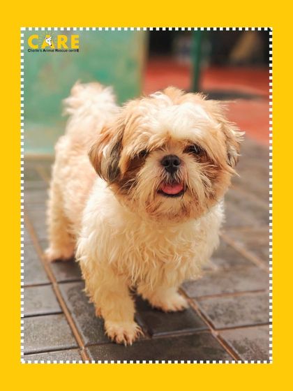 Charlie's Animal Rescue Centre - Animal Rescue & Adoption The Road to Recovery: Trauma & Medical Care photo 18