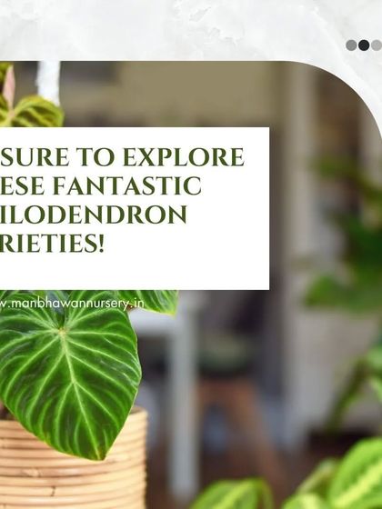 Be sure to explore these fantastic Philodendron varieties in our collection. Each one has a unique charm and personality to add to your home.