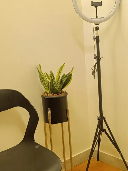 The Sansevieria, or Snake Plant, is a champion of low-maintenance care and air purification. Its upright, architectural form makes it a perfect fit for modern office spaces, even in areas with lower light.