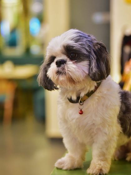 A classic, dignified portrait of a cute Shih Tzu. This shot perfectly captures the calm and gentle nature of this adorable pet.