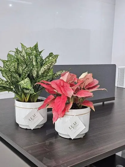 A pair of Aglaonema plants, one with green and white variegation and the other with striking pink leaves. These make for beautiful and colorful desk companions in an office setting.
