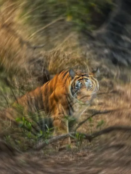 An intentional camera movement (ICM) shot of a tiger, creating a swirling, abstract effect that conveys a sense of dizziness and disorientation.