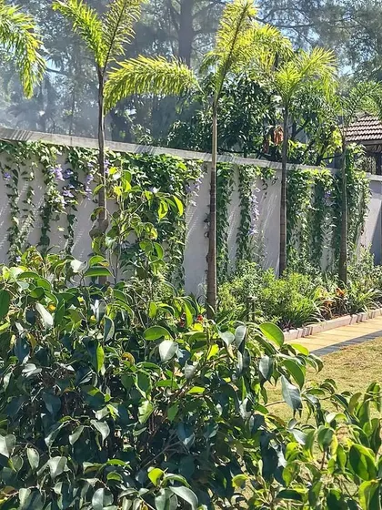 A closer look at the boundary wall, where we planted flowering creepers and tall foxtail palms. This combination adds vertical interest and a touch of tropical elegance to the landscape.