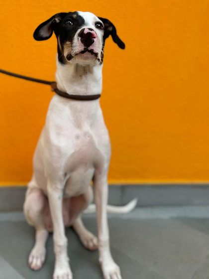 Tintin practicing his 'sit' against our signature orange wall.