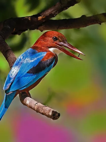 A White-breasted Kingfisher perched on a branch with a small insect in its beak. The vibrant colors of the bird and the clear view of its meal provide a classic example of avian foraging behavior.
