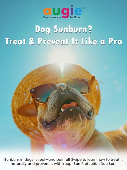 Augie Pets - Pet Supplies Health, Wellness & Pet Care Tips photo 23