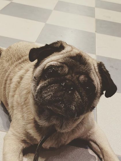 This is Brownie the Pug, one of my regular visitors. He knows his way around and is always ready for a close-up. I make sure every pet feels comfortable and recognized here.