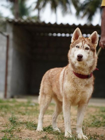 PL Paws - Dog Fostering Program Medical & Special Needs Care photo 11