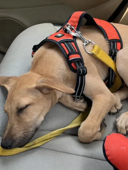 This is the level of comfort I promise. This little kiddo felt safe enough to fall fast asleep during the ride. I ensure my car is a clean, hygienic, and peaceful space for your pet's travel.