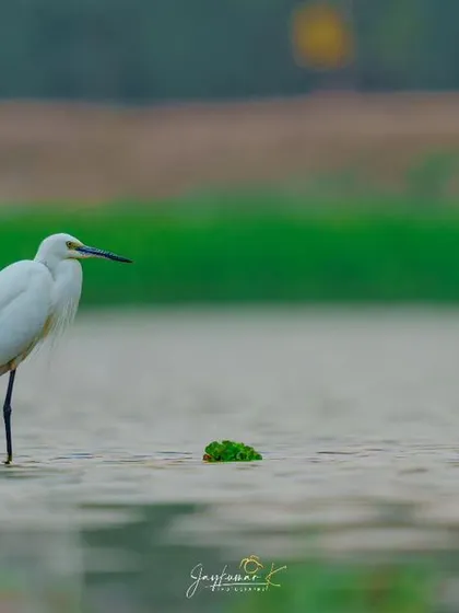 A Little Egret stands patiently in the shallows, its crisp white feathers contrasting with the green and grey tones of the water.