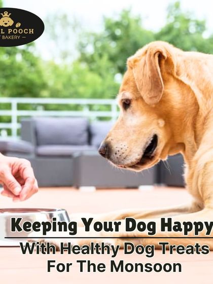 The monsoon season can be tough on pets. I create special healthy dog treats designed to boost immunity and provide essential nutrients to keep your dog happy and active during the rainy days.