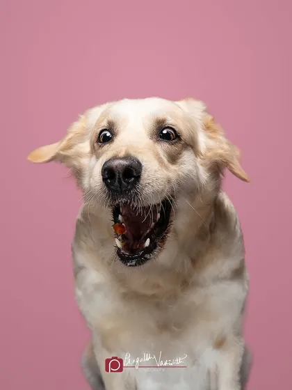 The sheer focus and wild-eyed joy of catching a treat mid-air. These playful, expressive moments are what make each pet's personality so unique and fun to photograph in the studio.
