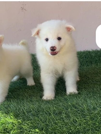 Another one of our white Pomeranian puppies, this one with a happy, smiling face. These pups are bred to be both beautiful and have a friendly, outgoing nature.