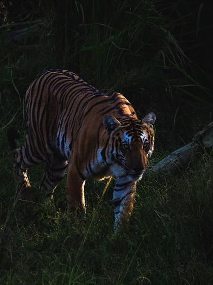 Another perspective of a tiger on the prowl, its muscles tensed. It's a privilege to witness such raw, natural power.