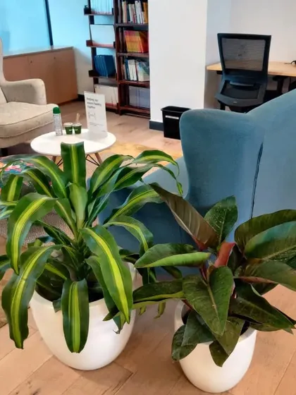 We create cozy green nooks in offices and homes. Here, a Dracaena and a Philodendron in matching white planters soften this reading corner, making it more inviting.