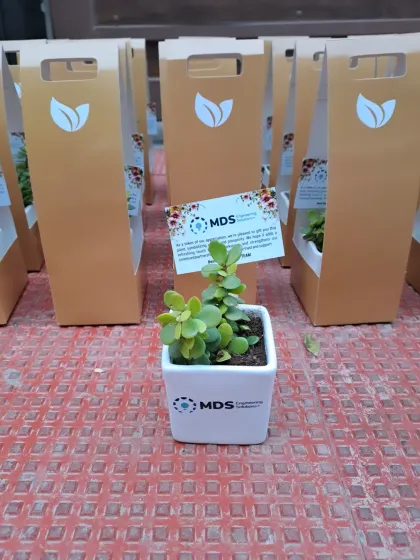 A single branded Jade plant for 'MDS Engineering Solutions' shown alongside its custom golden gift carrier. This highlights the complete, cohesive gifting package we offer.