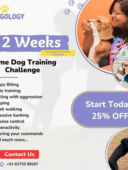 For new puppy parents, the first few months can be overwhelming. I created this 12-week challenge to provide a clear, structured plan for tackling common issues like puppy biting, potty training, and jumping, all from the comfort of your home.