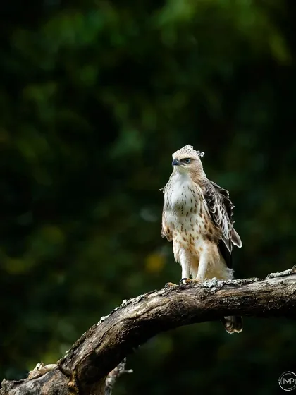 A Crested Hawk Eagle surveys its territory from a perch in Bandipur Tiger Reserve. The dark background makes this raptor stand out, highlighting its regal presence.