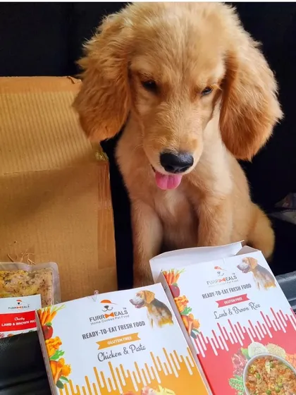 This adorable golden pup is checking out his stash of Chicken & Pasta and Lamb & Brown Rice meals. It's heartwarming to see them get excited about healthy food.