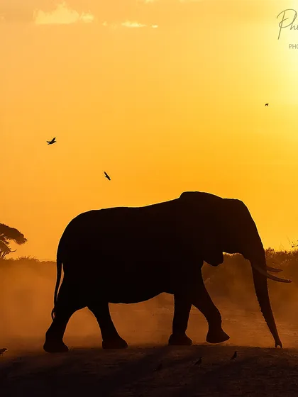 An African elephant silhouetted against the golden hour glow of Amboseli. My expeditions focus on mastering light, and I love guiding participants to create artistic shots like this, moving beyond simple portraits to capture the mood of the landscape.