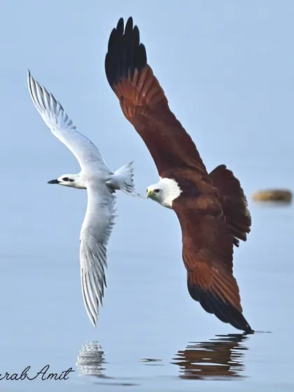The raw drama of nature unfolds over the Goan coast. Here, a powerful Brahminy Kite attempts to snatch a meal from a swift Little Tern. This interaction, a high-speed chase between predator and prey, is the kind of thrilling moment we seek to witness and photograph ethically on my coastal expeditions.