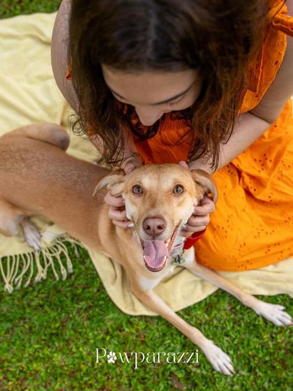 Pawparazzi By Prathima - Pet Milestone Photography Adopted & Rescued Stories photo 18