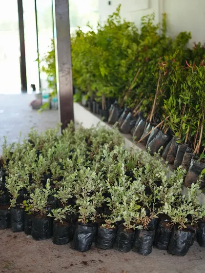 A large batch of variegated shrubs, ready for planting. Sourcing healthy, high-quality plants is a critical first step in any project.