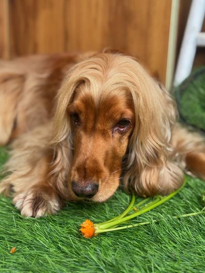 The start of Posto's carrot story. He looks at it with such contemplation before deciding to munch on it.