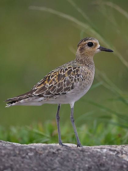 Waders, Ducks & Waterbirds photo 65