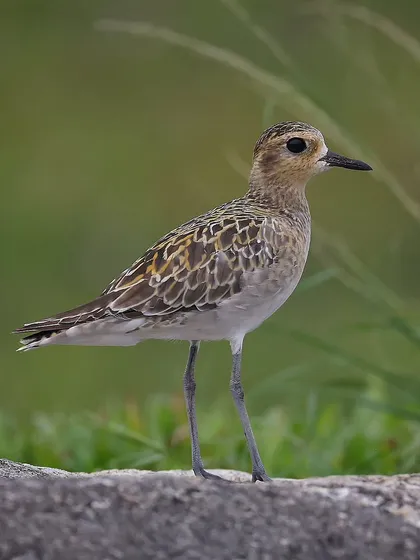 Another shot of the Pacific Golden Plover in Singapore. These birds are masters of long-distance flight, undertaking incredible migrations non-stop for days at a time.