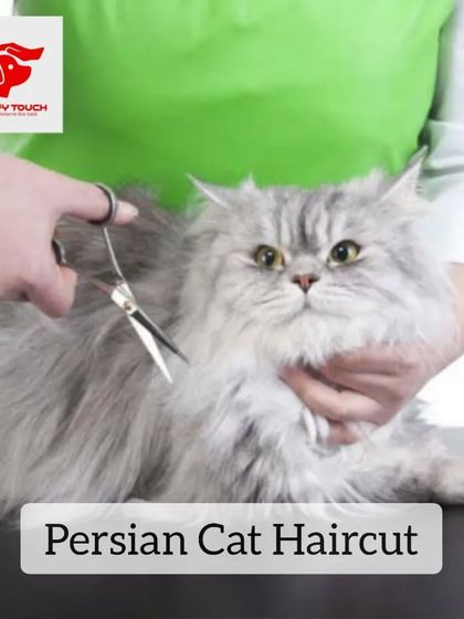 A stylish haircut for a beautiful Persian cat. Regular grooming is essential to keep their long, luxurious coats healthy and tangle-free.