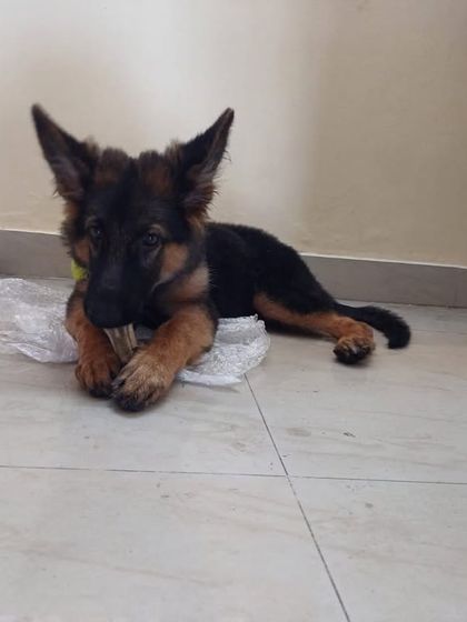 PL Paws - Animal Rescue & Rehabilitation Happy Tails: Our Adoption Stories photo 69